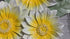 Sunflower handmade premium wall clock